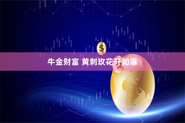牛金财富 黄刺玫花开如瀑